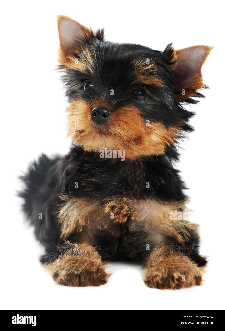 Un chien du Yorkshire Terrier (de trois mois) Banque D'Images