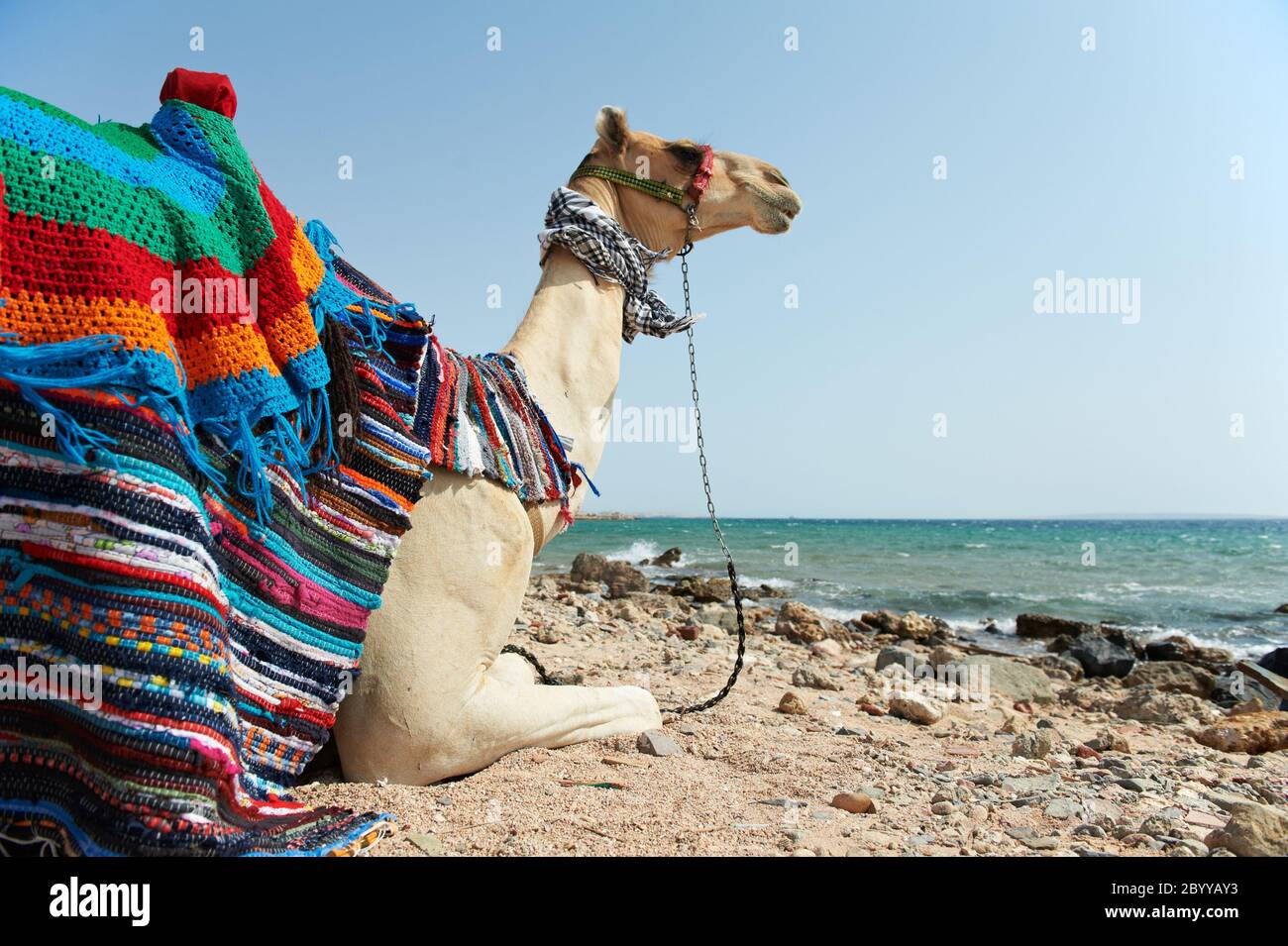 Chameau assis à la plage de la mer Rouge Banque D'Images