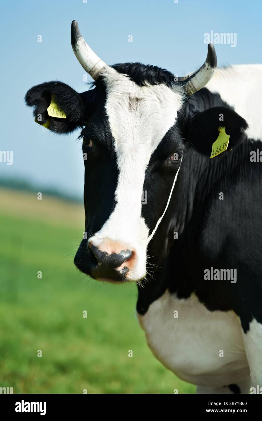 Vache noir Blanc sur vert pâturage de graminées Banque D'Images
