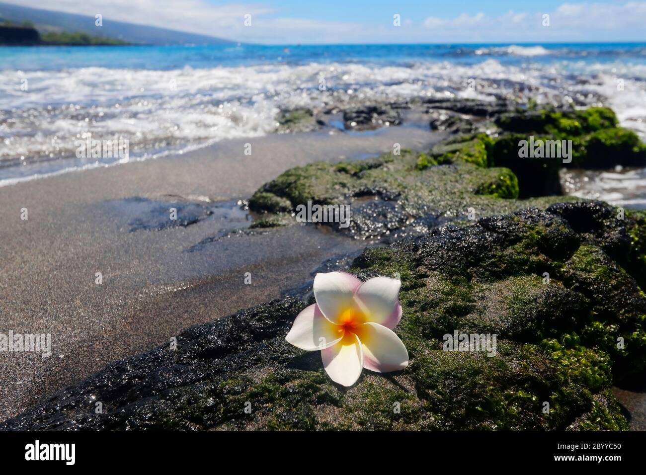 Vue panoramique avec fleur de frangipani blanche sur la pierre de lave noire dans la plage de l'océan pacifique hors de fond de foyer. Hawaï Big Island, États-Unis. Banque D'Images