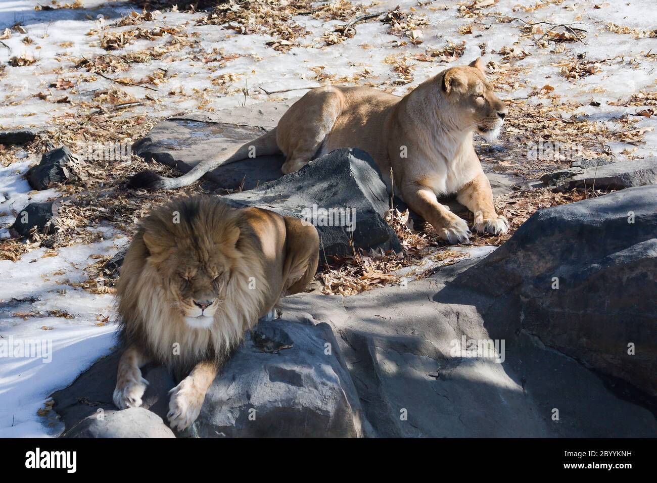 Paire de Lions Banque D'Images