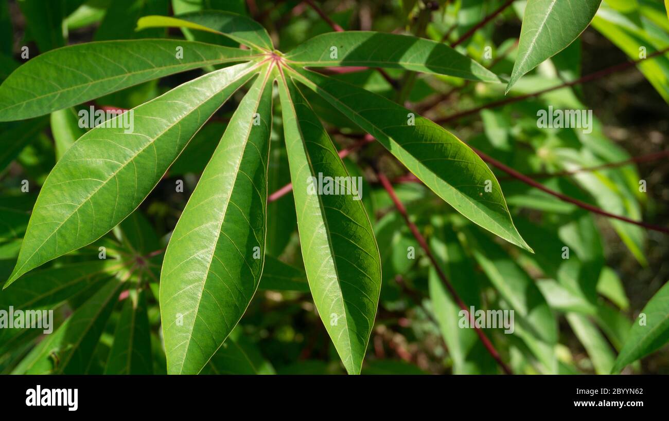 Les feuilles de manioc, une des plantes qui est facilement cultivée avec des feuilles et des tubercules qui peuvent être mangées Banque D'Images