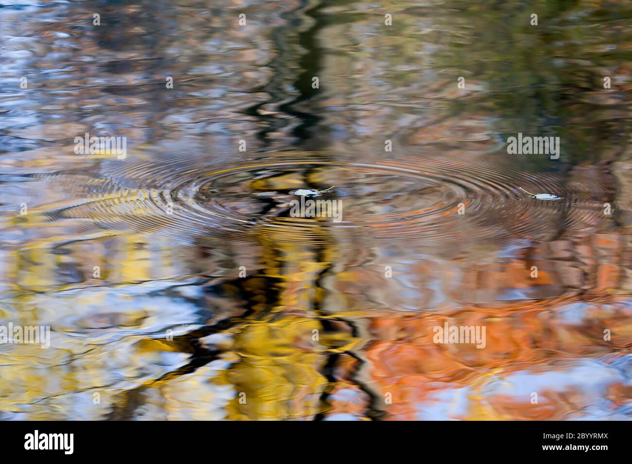 Les feuilles d'automne tombent dans l'eau Banque D'Images