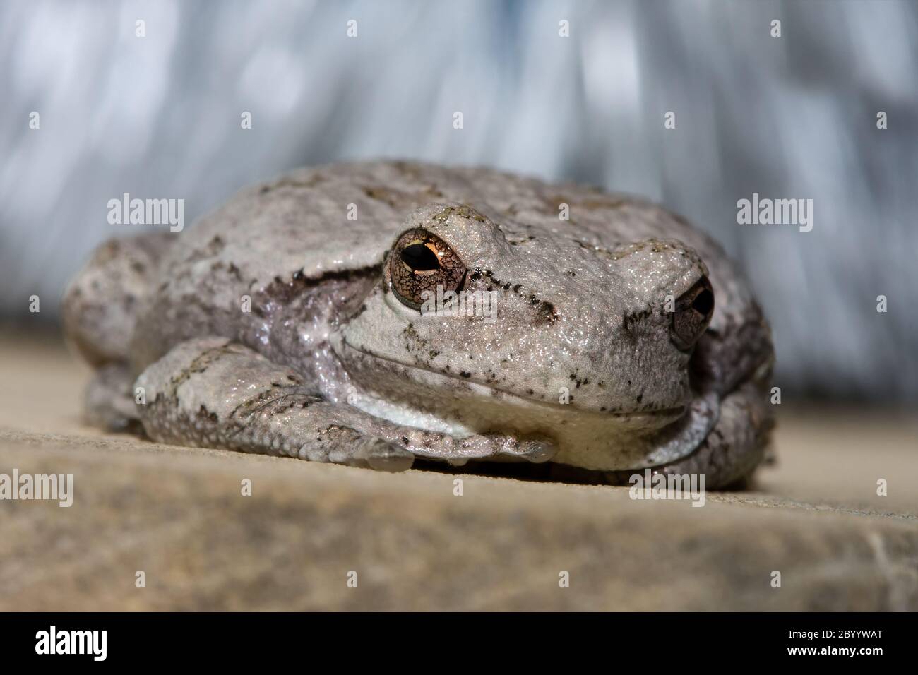 Grenouille arbre gris Cope. Banque D'Images