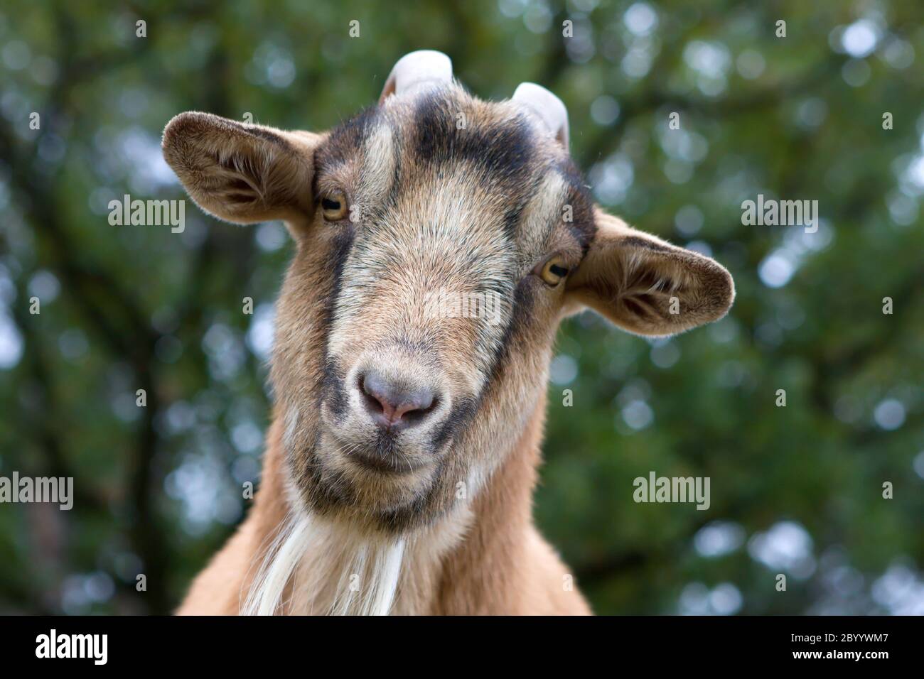 Billy Goat Portrait Banque D'Images