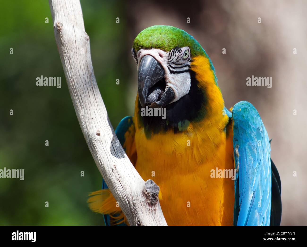 Macaw bleu et jaune perchée sur un arbre Banque D'Images