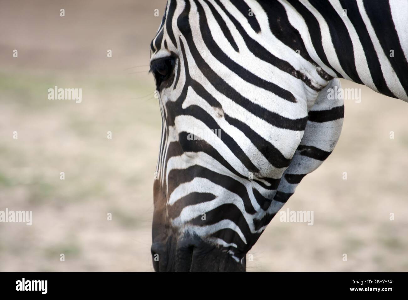 Zebra noir et blanc Banque D'Images