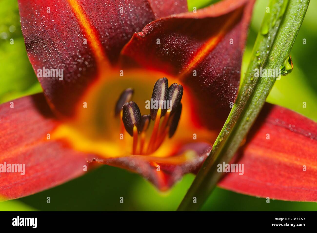 Lily de la journée rouge Banque D'Images