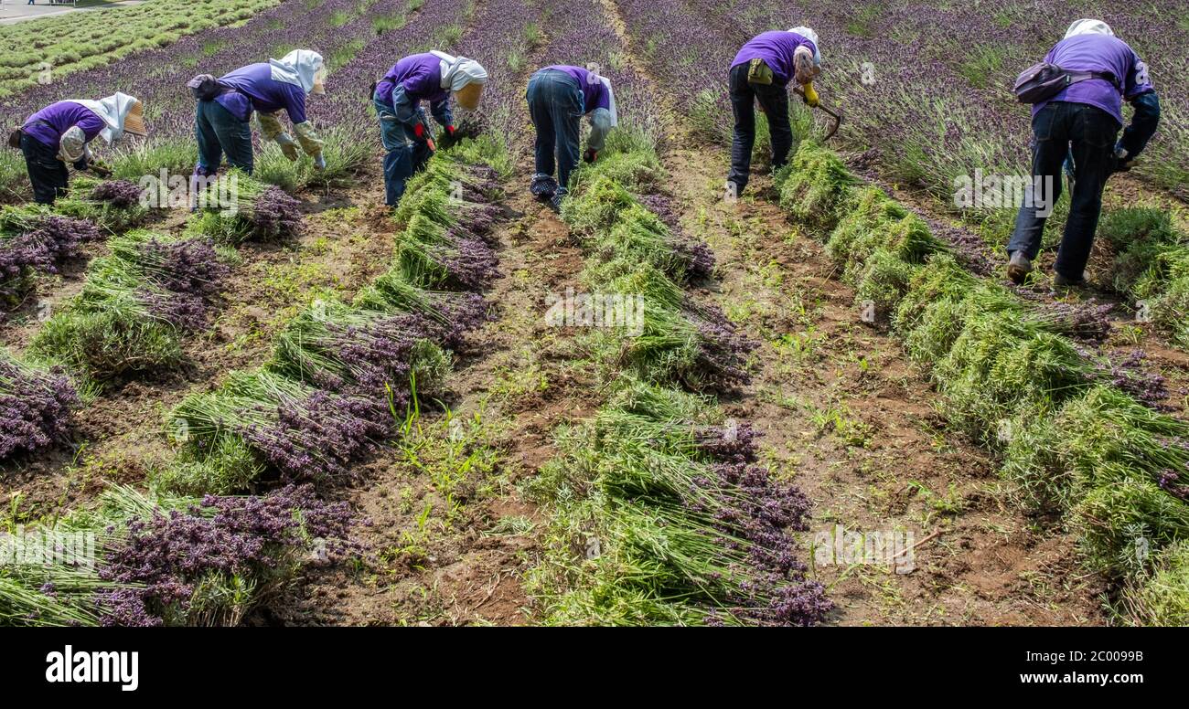 Les travailleuses récoltant de la lavande dans une ferme à Hokkaido, au Japon Banque D'Images