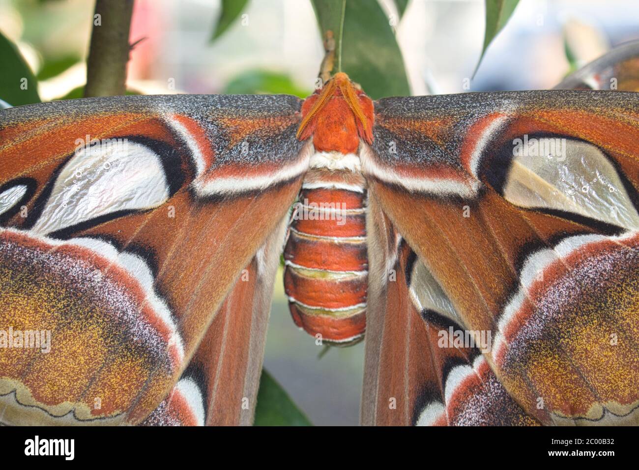 Gros plan d'un papillon de l'atlas qui perce sur une branche d'arbre Banque D'Images