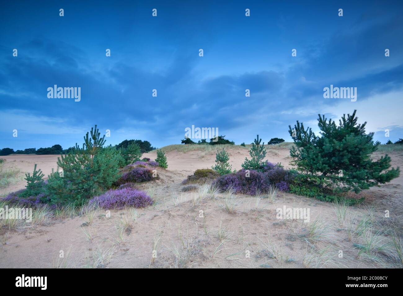 pins et bruyère sur les dunes de sable Banque D'Images