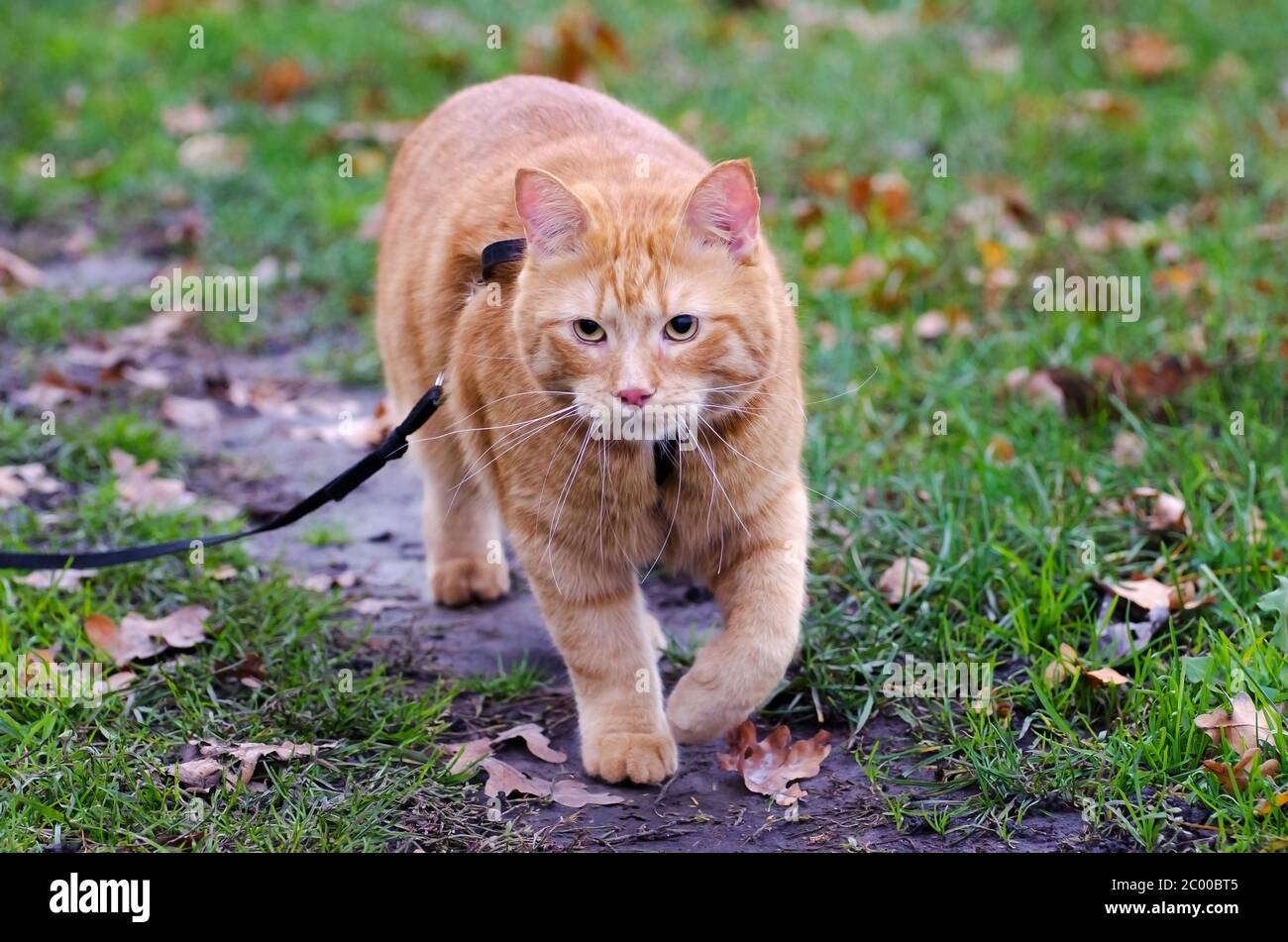 Le chat rouge marche dans l'herbe d'automne sur une laisse Banque D'Images
