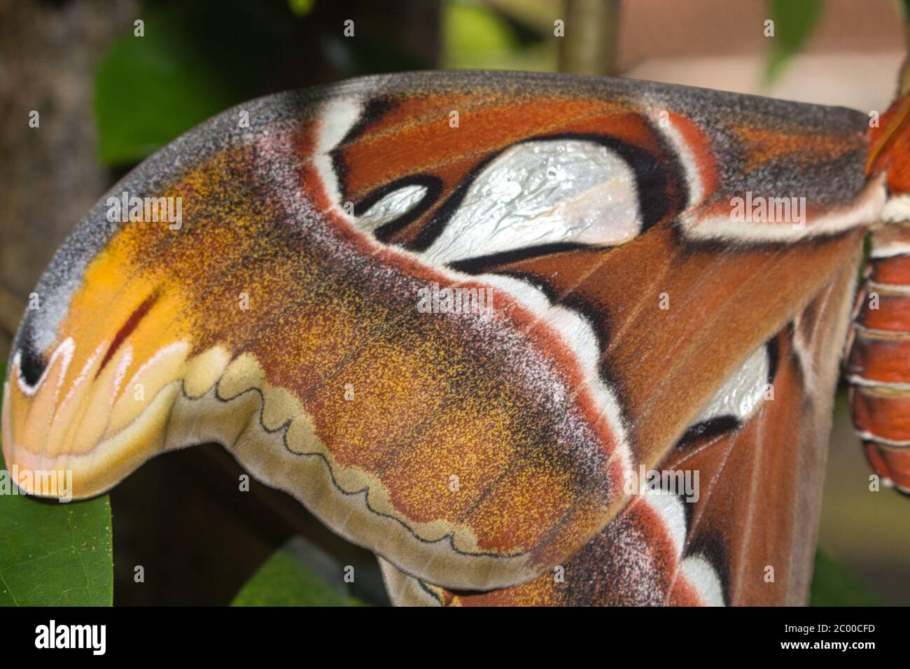 Gros plan d'un papillon de l'atlas qui perce sur une branche d'arbre Banque D'Images