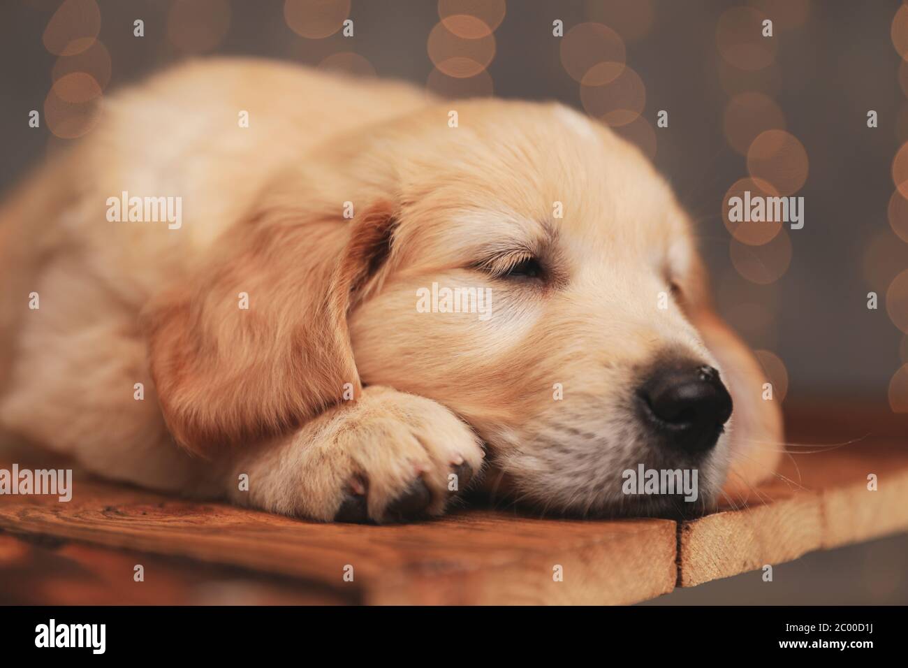Bebe Chien Golden Retriever Endormi Tete Sur Le Sol Et Essayant De S Endormir Sur Les Lumieres De Fond Photo Stock Alamy Bebe Chien Golden Retriever Endormi Tete Sur Le Sol Et Essayant De S Endormir Sur Les Lumieres De Fond Photo Stock Alamy
