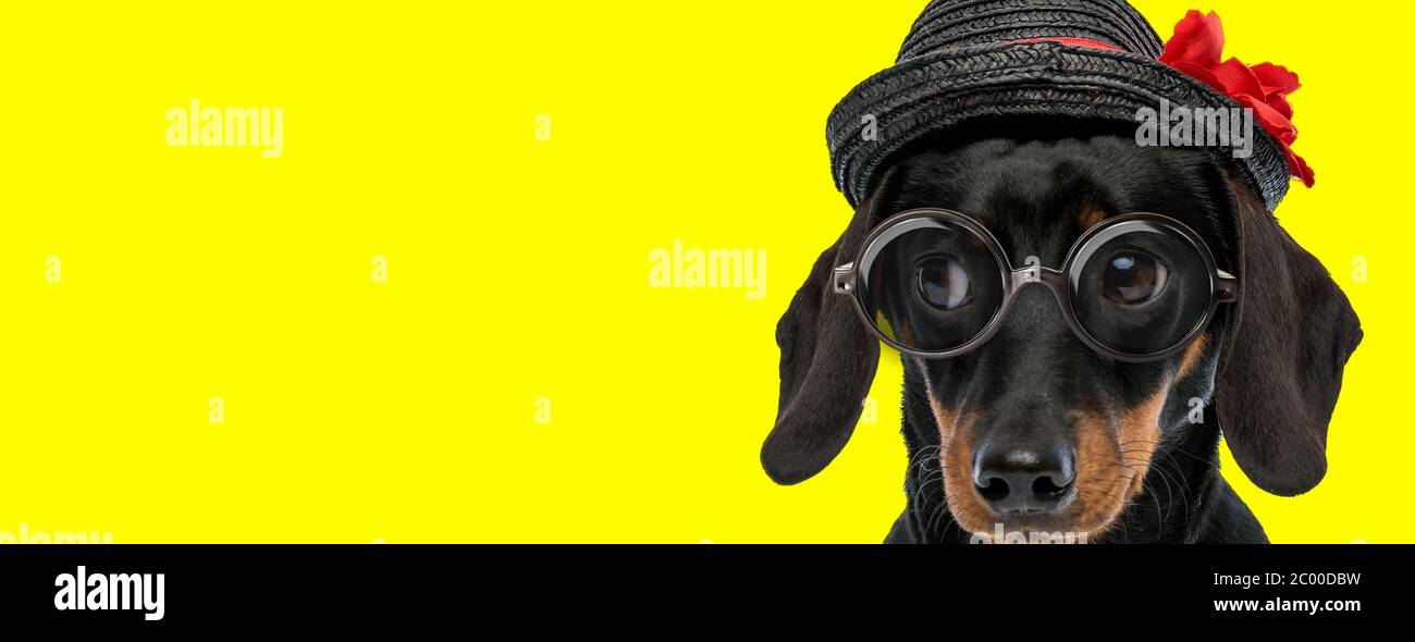 adorable chien de teck dachshund portant des lunettes et un chapeau, regardant de côté sur fond jaune Banque D'Images