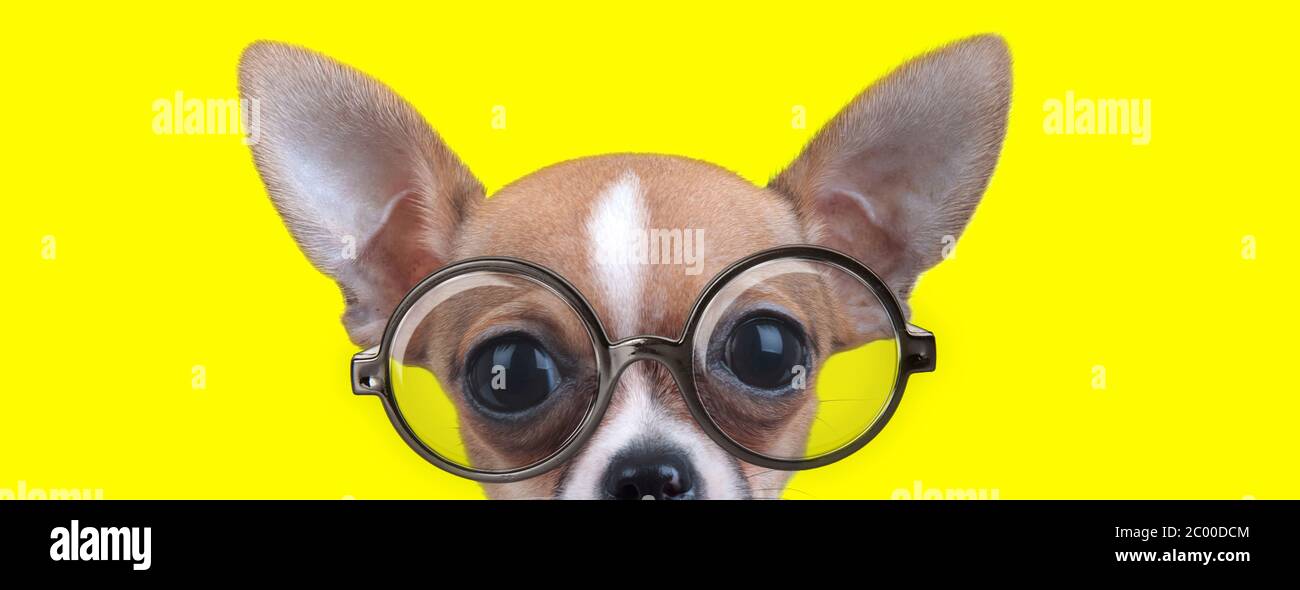 curieux chihuahua avec de grands yeux portant des lunettes sur fond jaune Banque D'Images