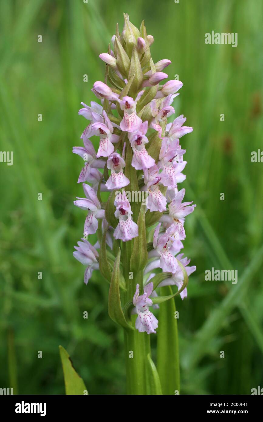 Dactylorhiza incarnata, Orchidée du marais précoce. Plante sauvage au printemps. Banque D'Images