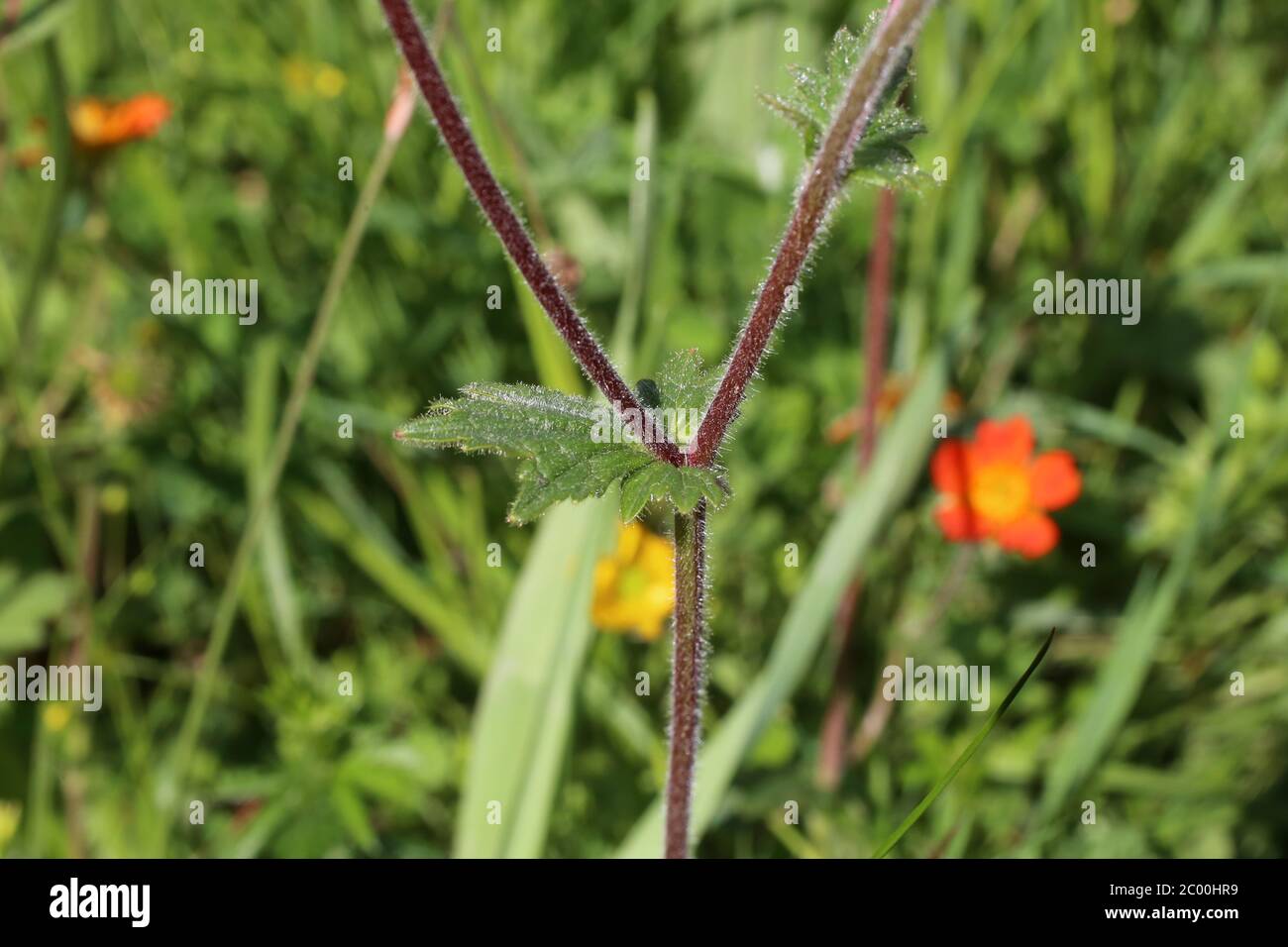 Geum coccineum - plante sauvage au printemps. Banque D'Images