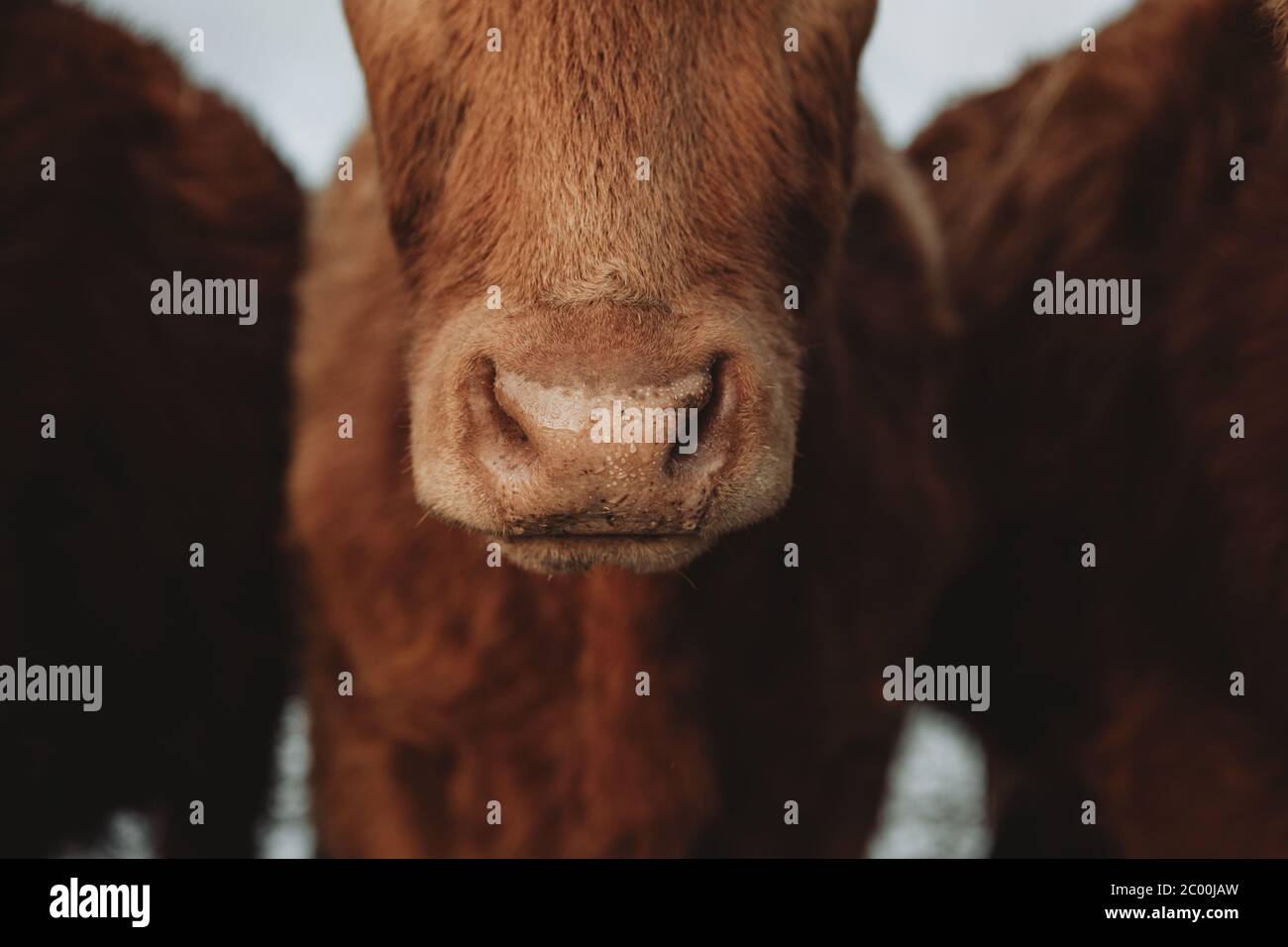 Joli détail du nez humide de la vache brune avec des gouttes d'eau provenant de la fonte de la neige pendant le matin d'hiver glacial Banque D'Images