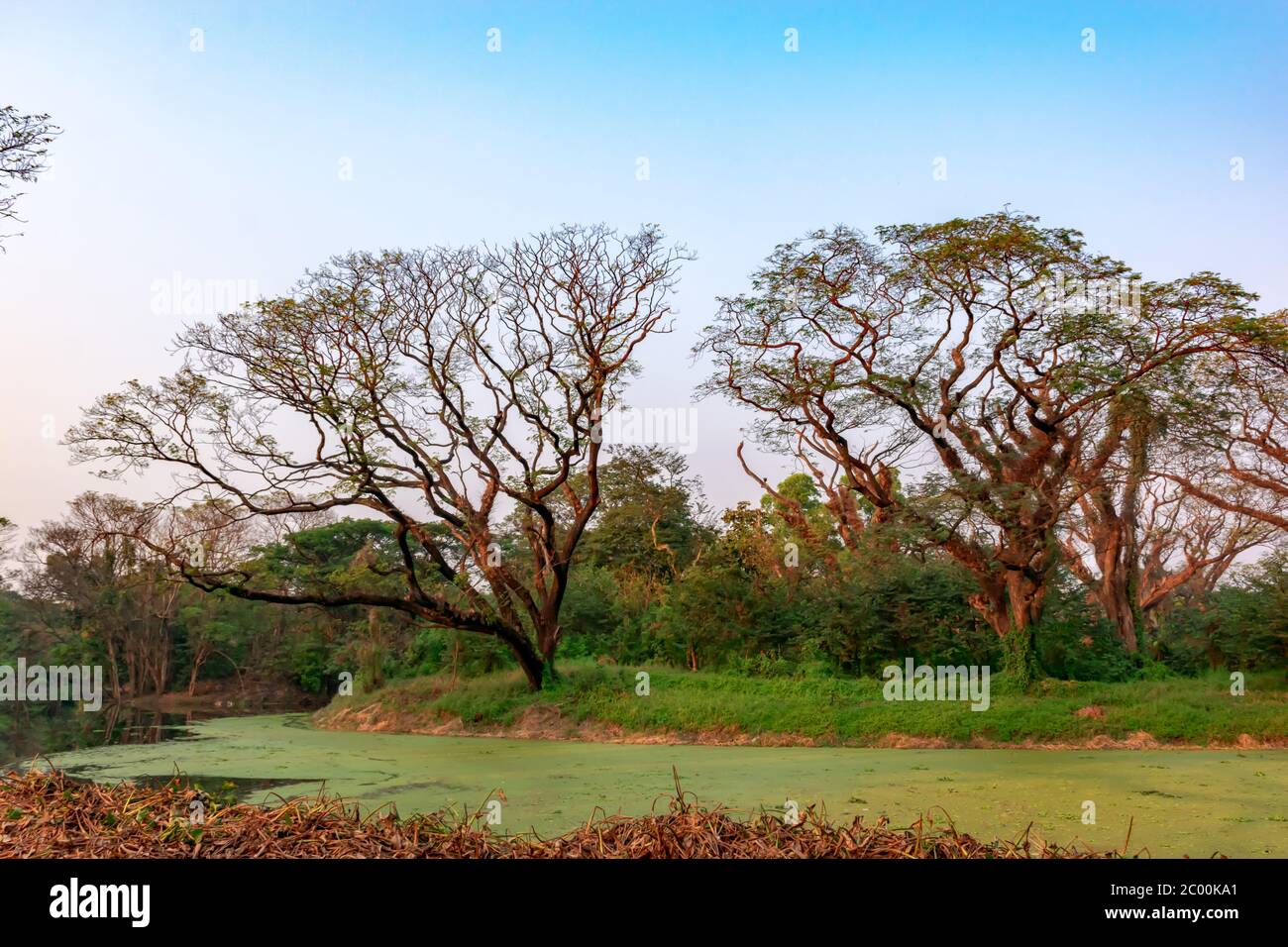 Le jardin botanique indien Acharya Jagadish Chandra Bose de Shibpur, Howrah près de Kolkata. Banque D'Images