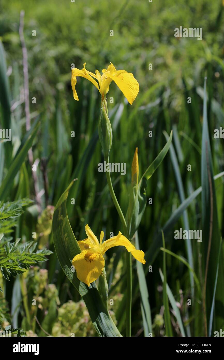 Iris pseudocacorus, jaune Iris drapeau jaune. Plante sauvage au printemps. Banque D'Images