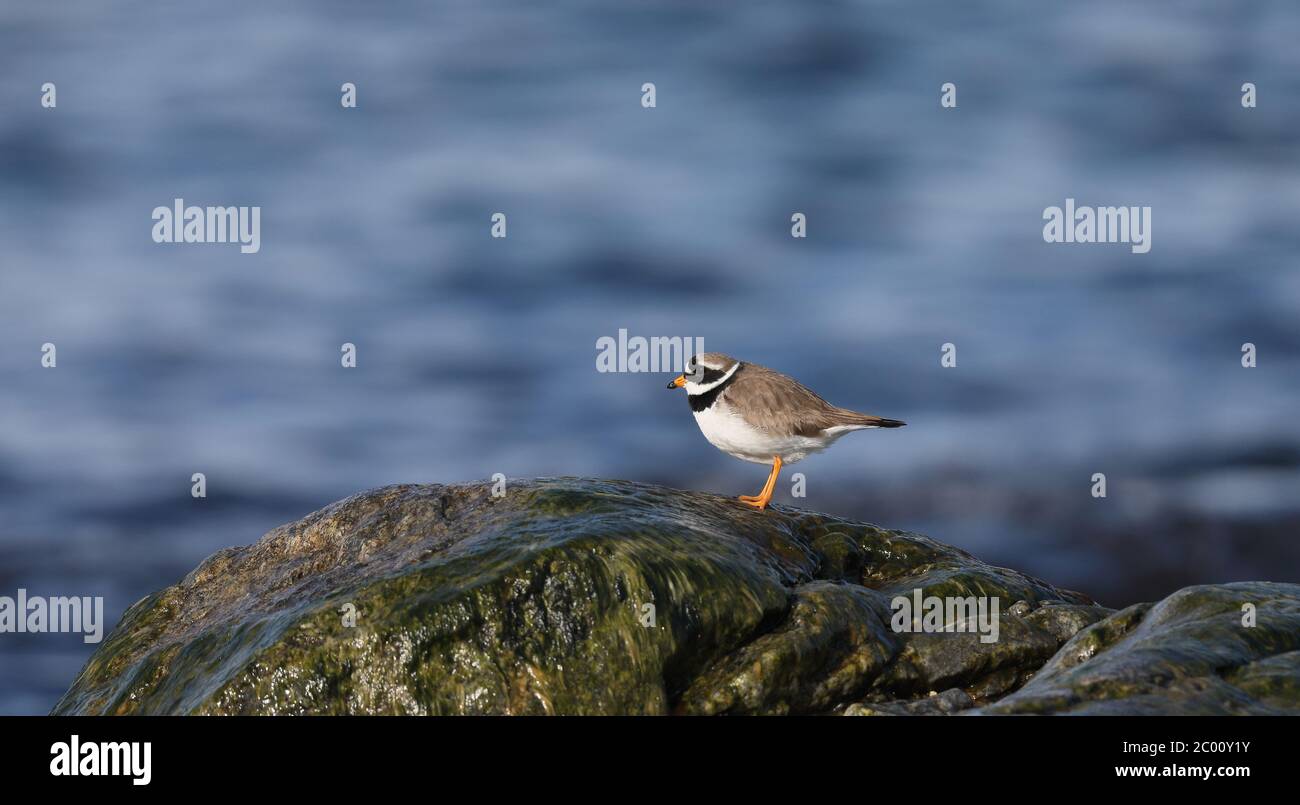 Trèfles à anneaux (Charadrius hiaticula), fond d'eau rocheuse Banque D'Images