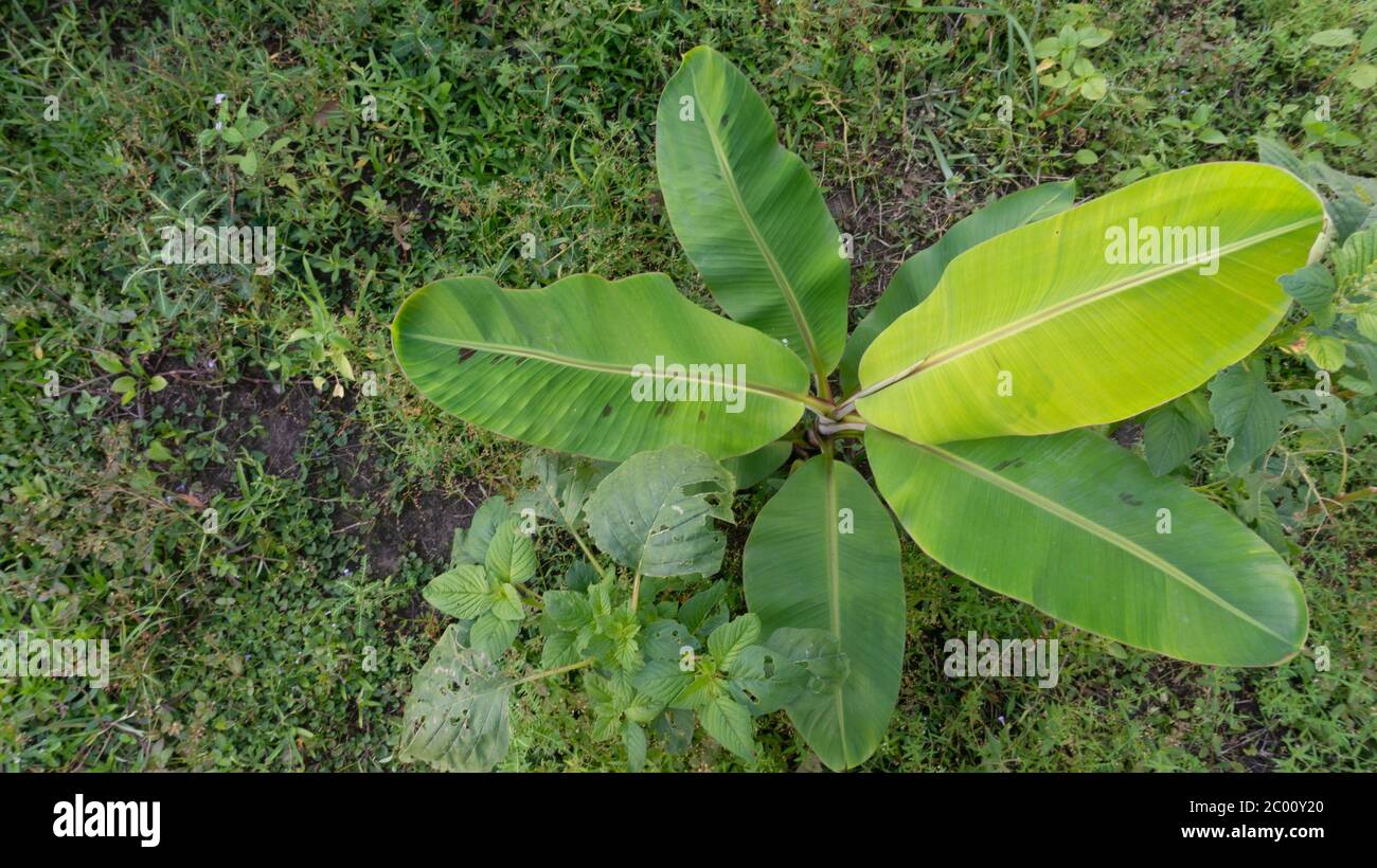Les feuilles de banane sont vertes, la photo est prise de la vue de dessus. La jeune feuille de banane est utile comme remède pour les maladies des voies urinaires et les problèmes urinaires Banque D'Images