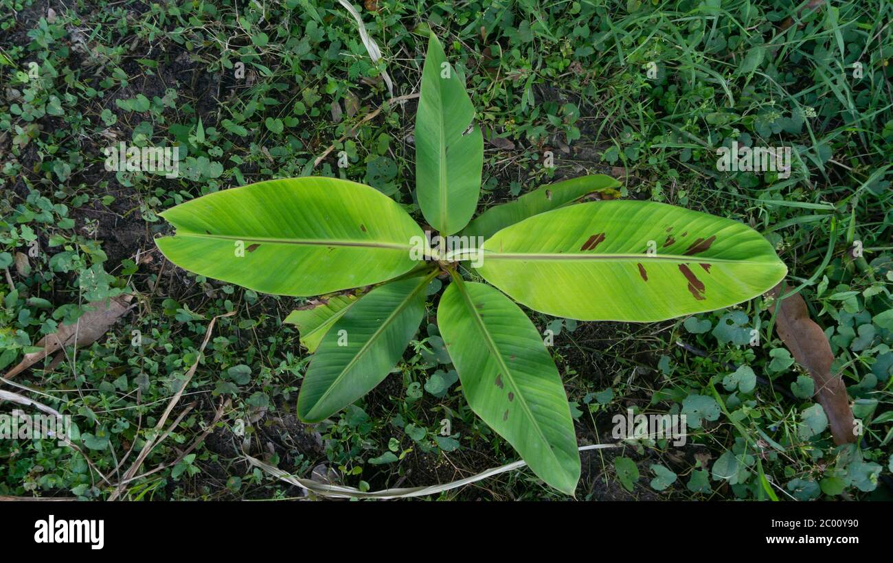 Les feuilles de banane sont vertes, la photo est prise de la vue de dessus. La jeune feuille de banane est utile comme remède pour les maladies des voies urinaires et les problèmes urinaires Banque D'Images