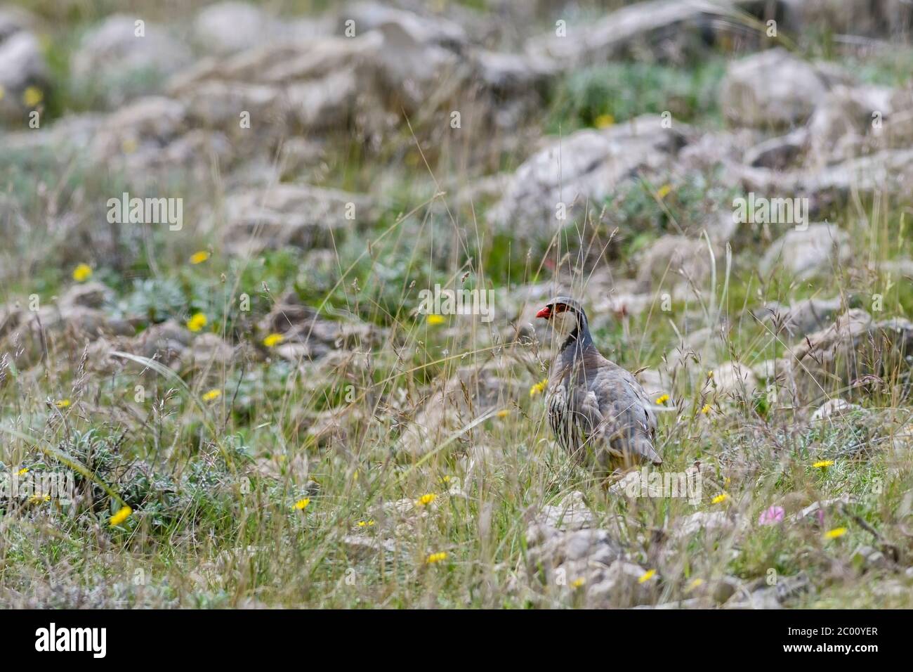 Rock Partridge - Alectoris graeca, magnifique oiseau coloré de Souther Européens buissons nad rocks, Pag Island, Croatie. Banque D'Images Rock Partridge - Alectoris graeca, magnifique oiseau coloré de Souther Européens buissons nad rocks, Pag Island, Croatie. Banque D'Images