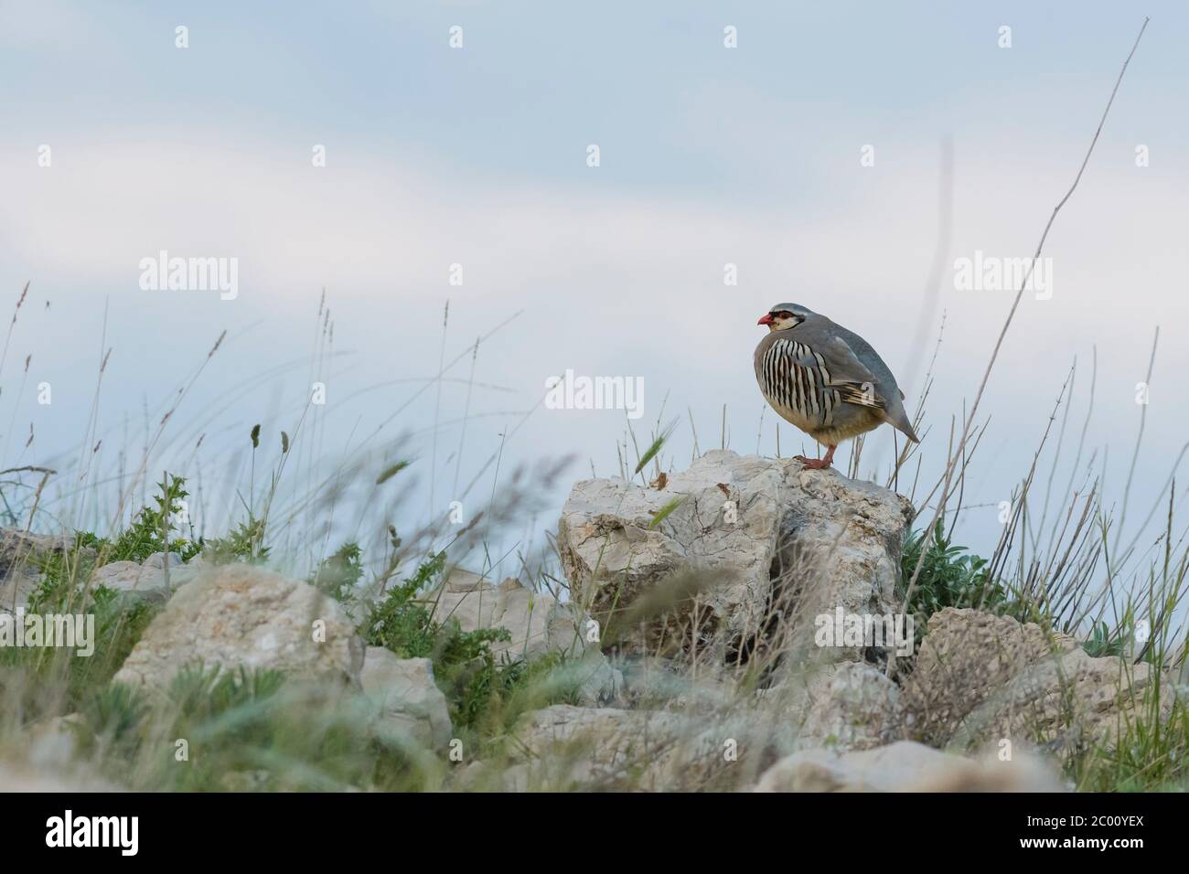 Rock Partridge - Alectoris graeca, magnifique oiseau coloré de Souther Européens buissons nad rocks, Pag Island, Croatie. Banque D'Images Rock Partridge - Alectoris graeca, magnifique oiseau coloré de Souther Européens buissons nad rocks, Pag Island, Croatie. Banque D'Images