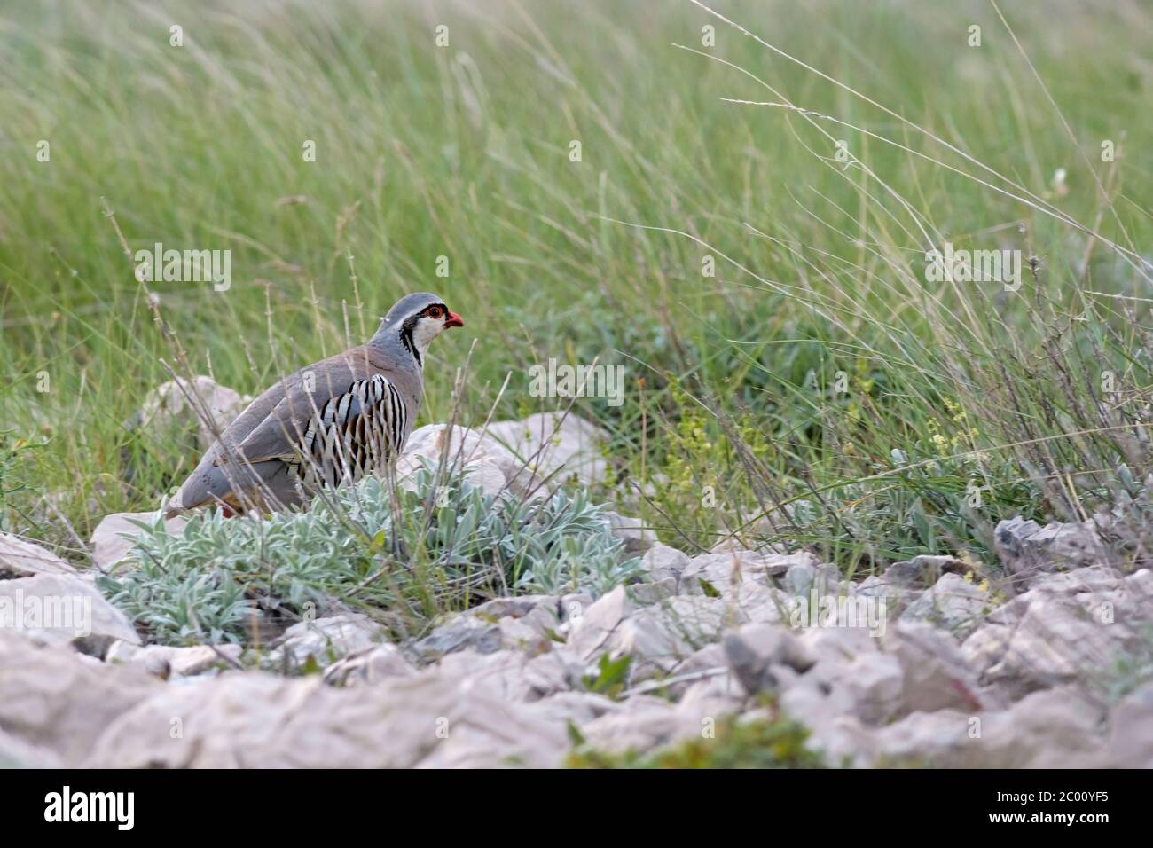 Rock Partridge - Alectoris graeca, magnifique oiseau coloré de Souther Européens buissons nad rocks, Pag Island, Croatie. Banque D'Images