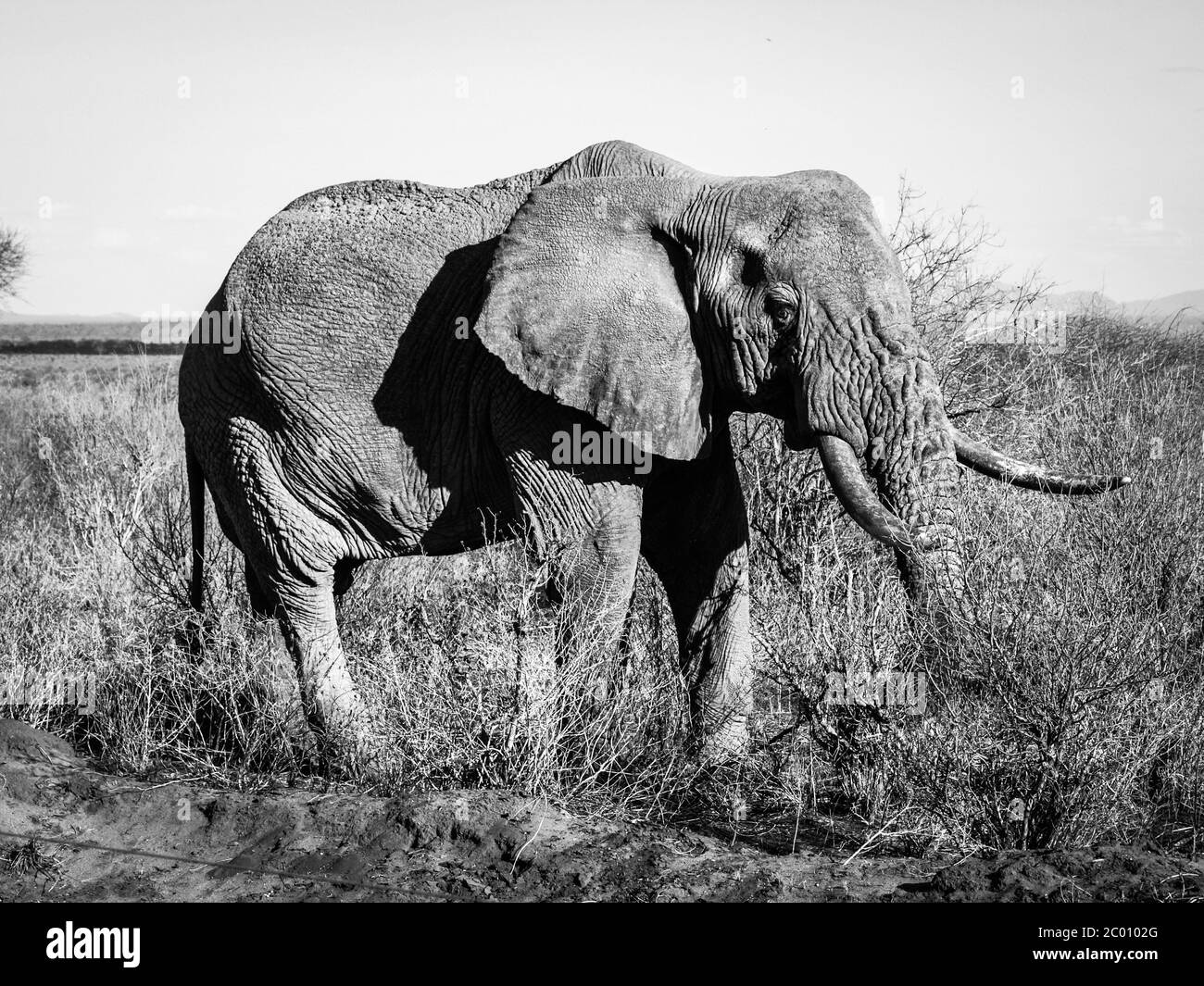 Vieux éléphant froissé debout dans le Bush africain Banque D'Images