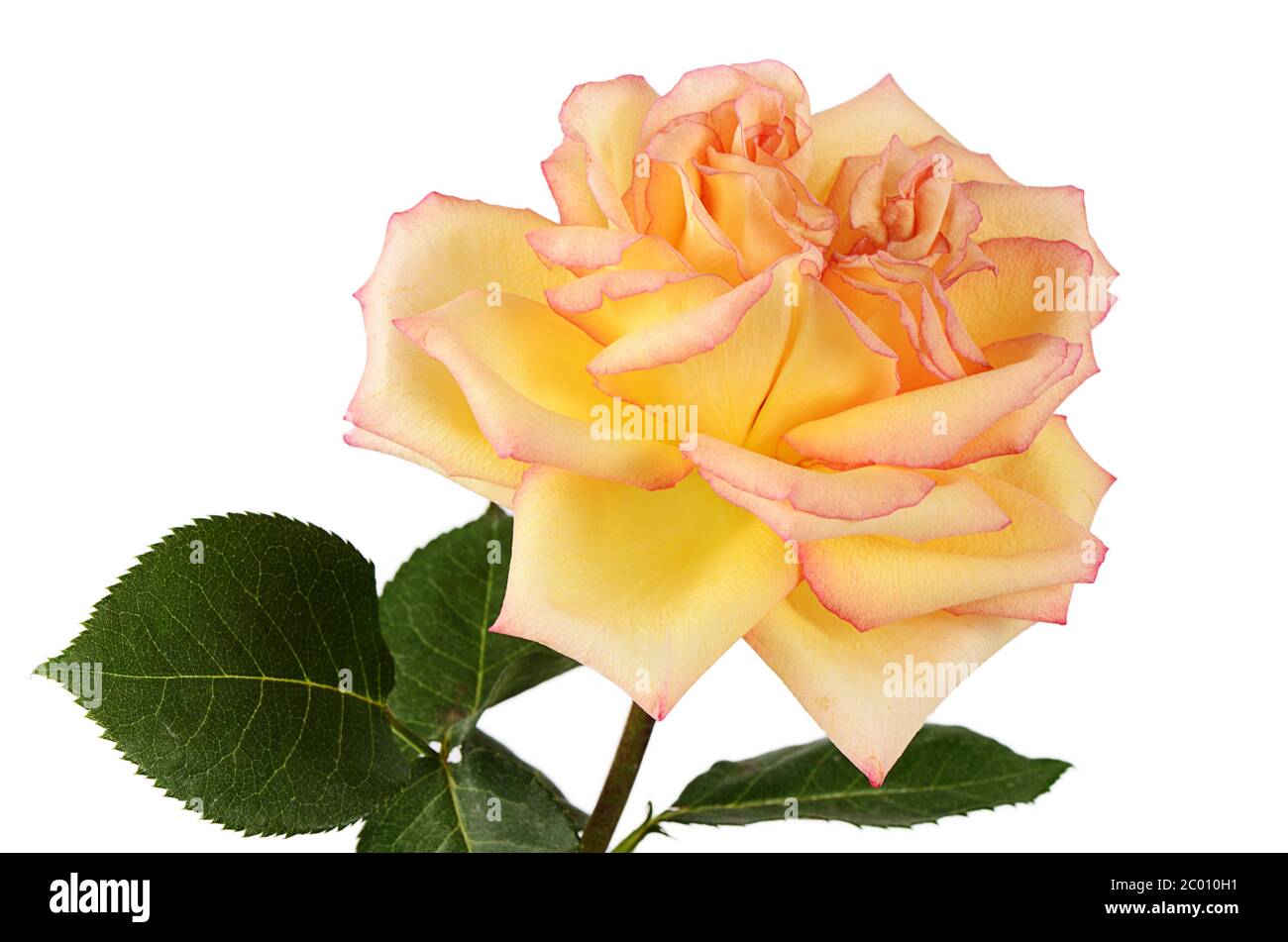 La rose jaune sur fond blanc Banque D'Images