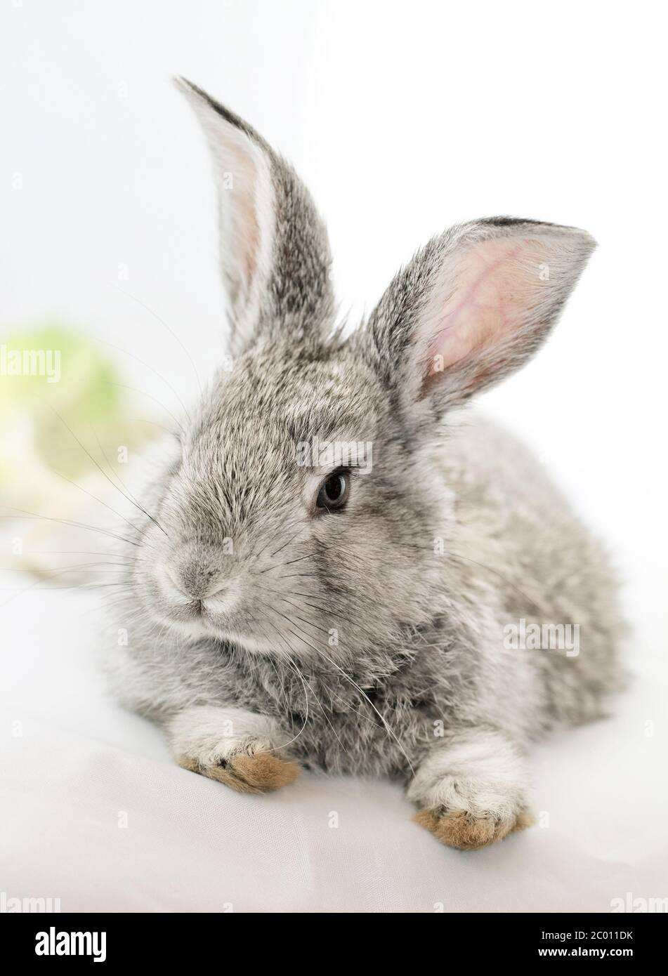 Mignon lapin gris isolé sur fond blanc Banque D'Images