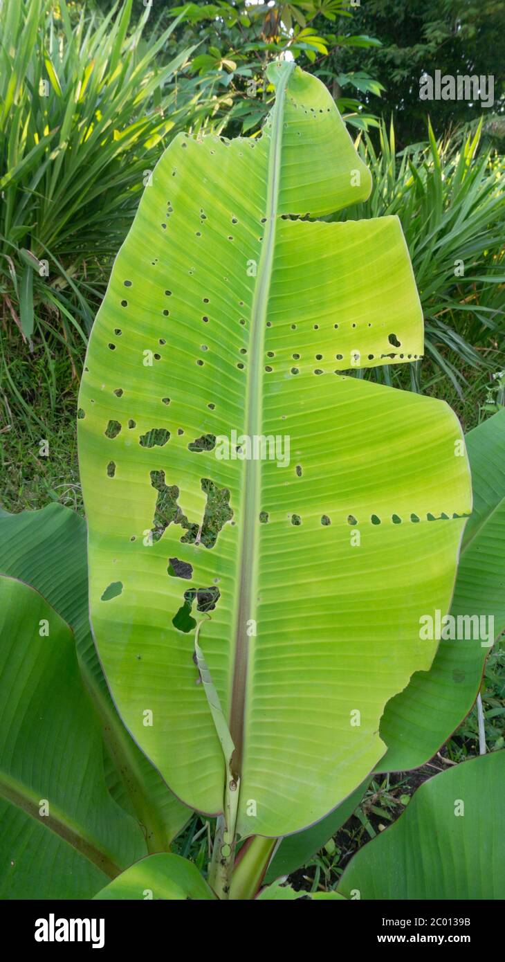 Feuilles de banane avec trous dans les chenilles. La jeune feuille de banane est utile comme remède pour les maladies des voies urinaires et les problèmes urinaires Banque D'Images