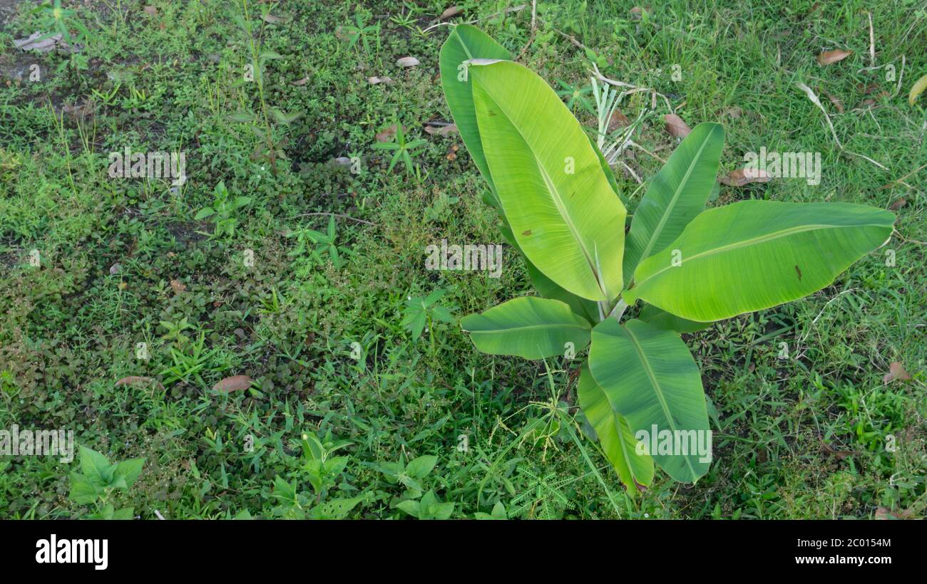 Les feuilles de banane sont vertes, la photo est prise de la vue de dessus. La jeune feuille de banane est utile comme remède pour les maladies des voies urinaires et les problèmes urinaires Banque D'Images
