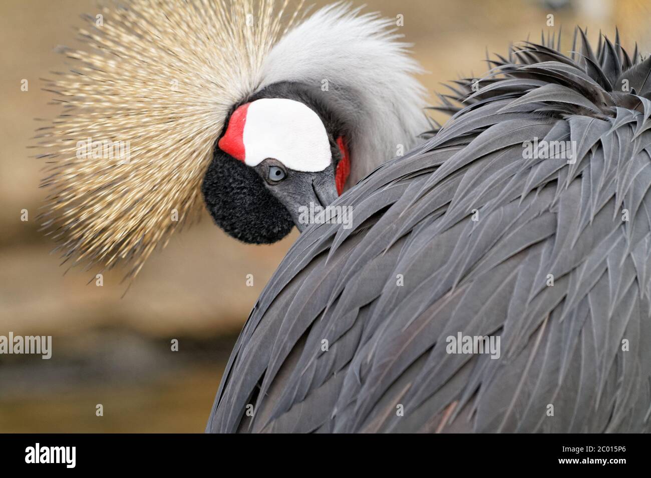 Gros plan sur le pohoto d'un oiseau à crête grise Banque D'Images