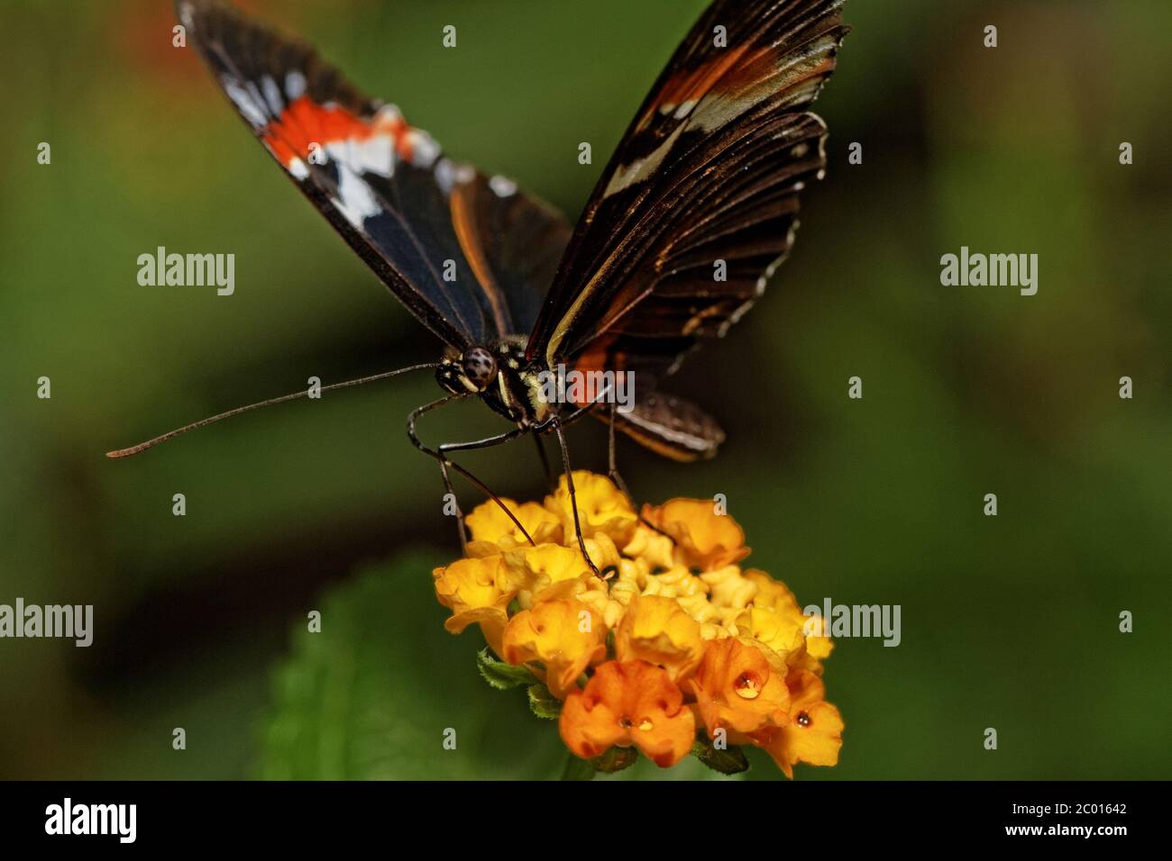 Papillon Banque D'Images