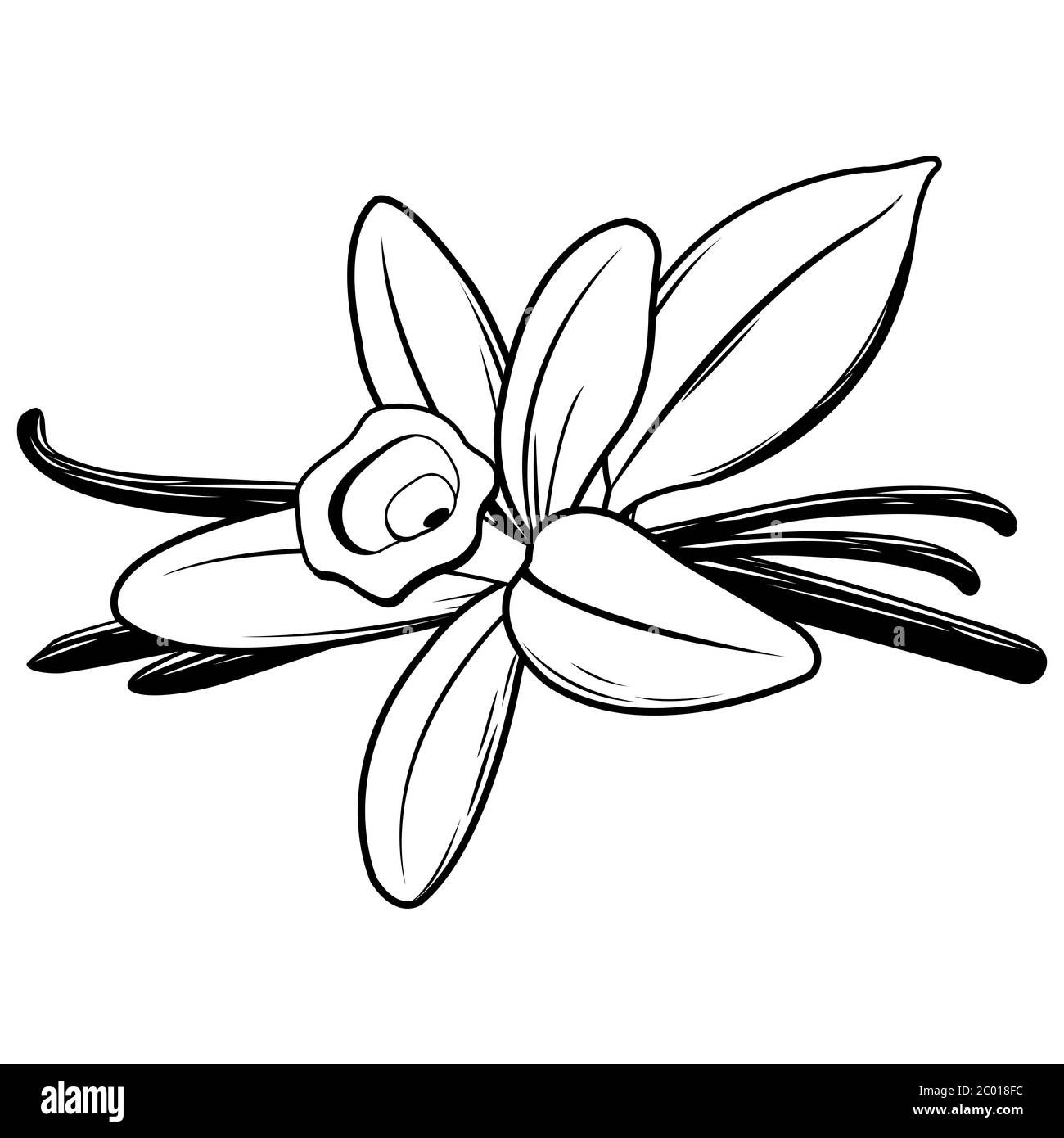 Fleur de vanille et bâton. Illustration en noir et blanc Banque D'Images