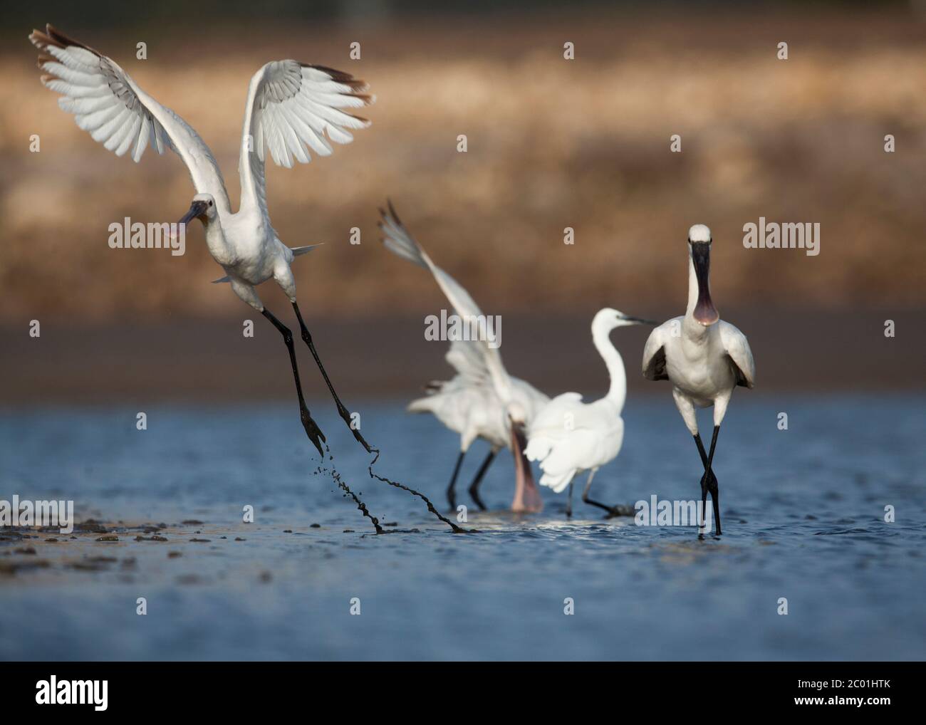La saponisie (Platalea leucorodia), ou la saponisie commune Banque D'Images