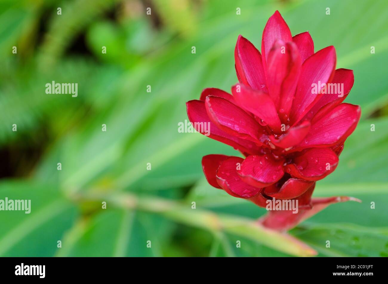 Alpinia, fleur de gingembre rouge Banque D'Images