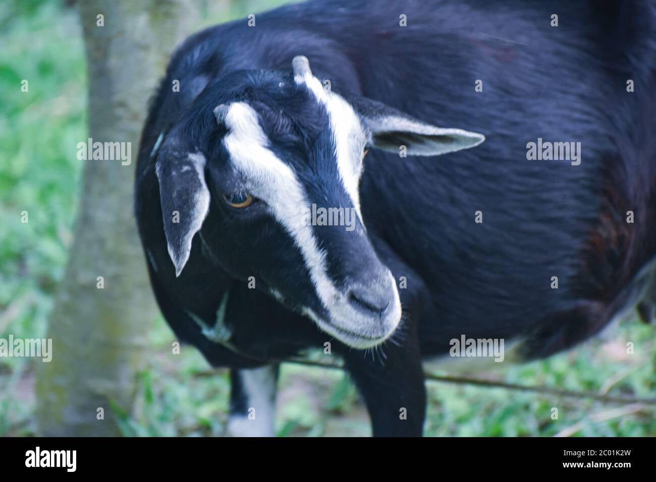 La chèvre domestique ou simplement la chèvre est une sous-espèce de C. aeagrus domestiqué de la chèvre sauvage de l'Asie du Sud-Ouest et de l'Europe de l'est. Banque D'Images