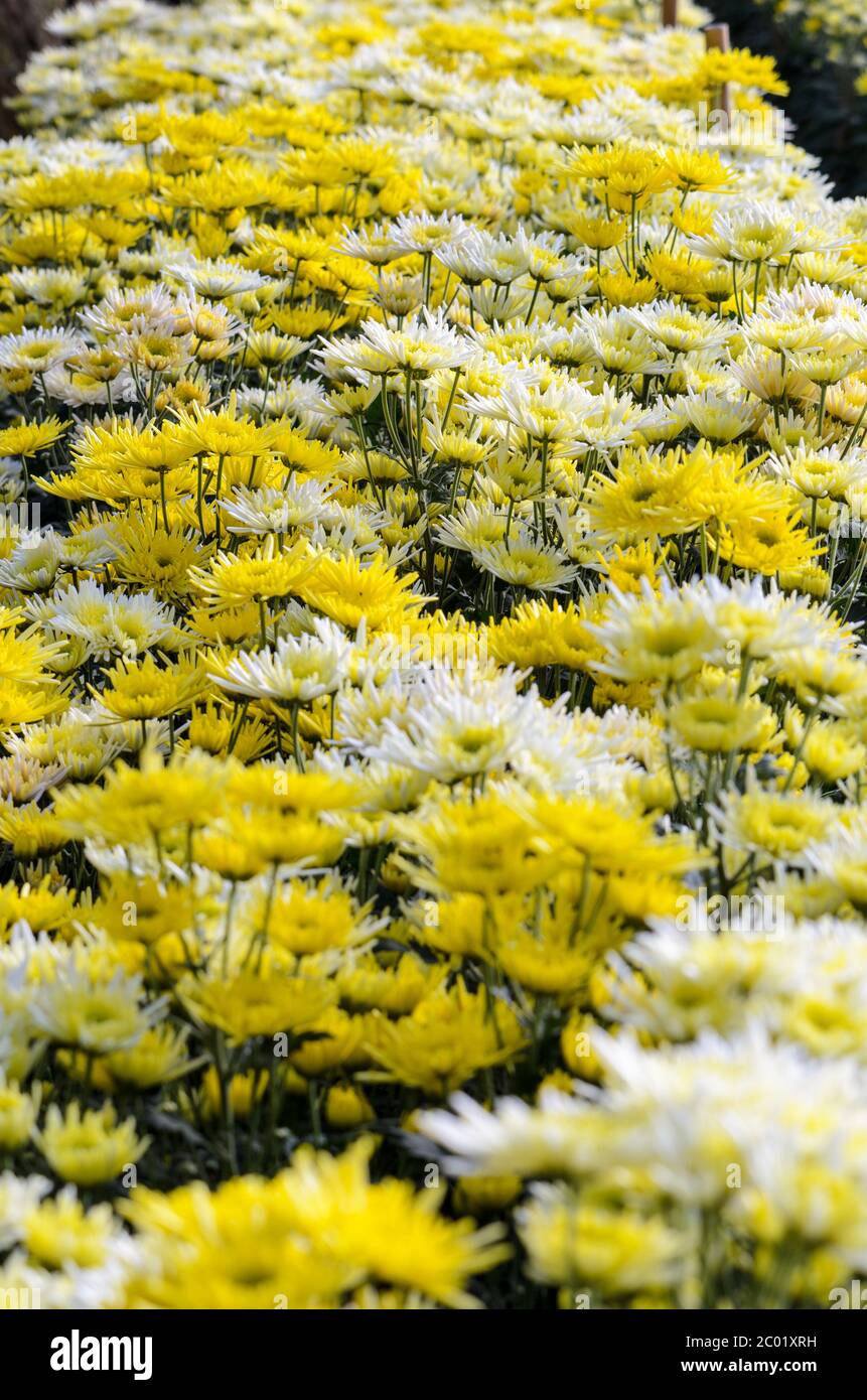 Jardin de fleurs de chrysanthème morifolium Banque D'Images