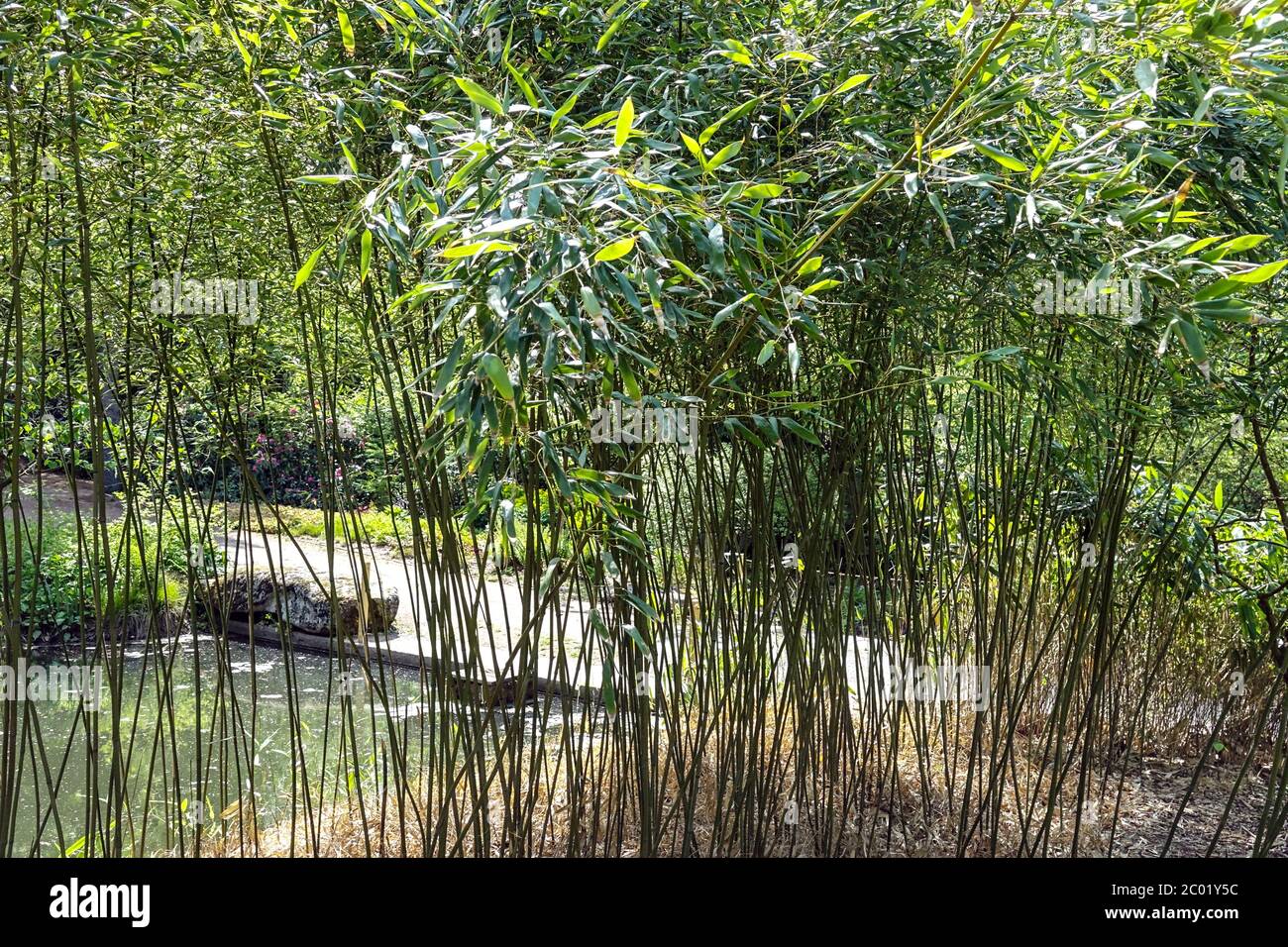 Phyllostachys humilis, feuilles fraîches sur tiges de bambou, grand jardin plantes plus hautes bordure du feuillage, bord Banque D'Images