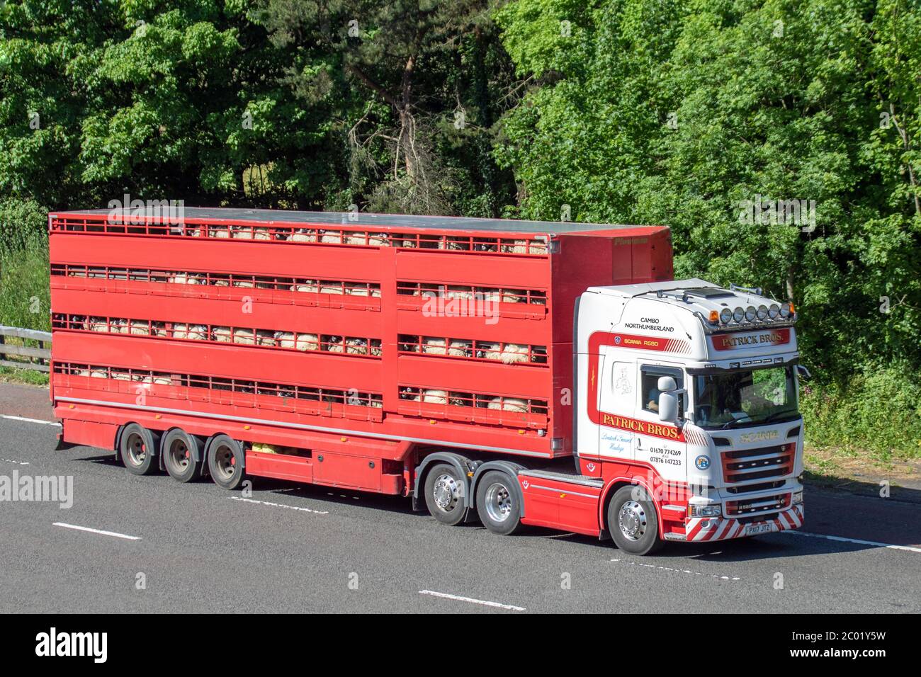 Patrick Brothers Livestock transport of Northumberland; animaux vivants en transit; camions de livraison de transport, camion, transport, camion, porteur d'animaux d'élevage, véhicule Scania, transport commercial européen, industrie, M61 à Manchester, Royaume-Uni Banque D'Images