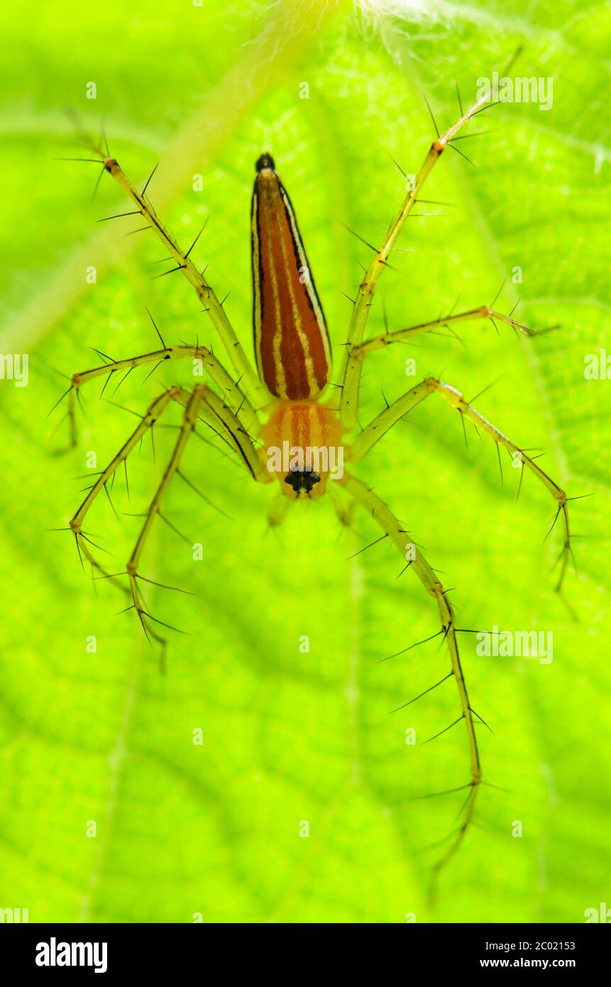 Araignée Lynx mâle Banque D'Images