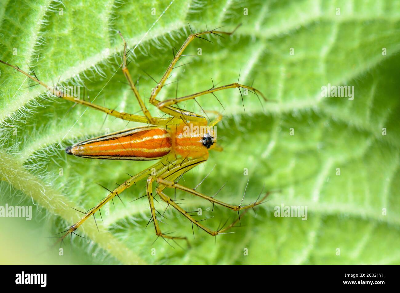 Araignée Lynx mâle Banque D'Images