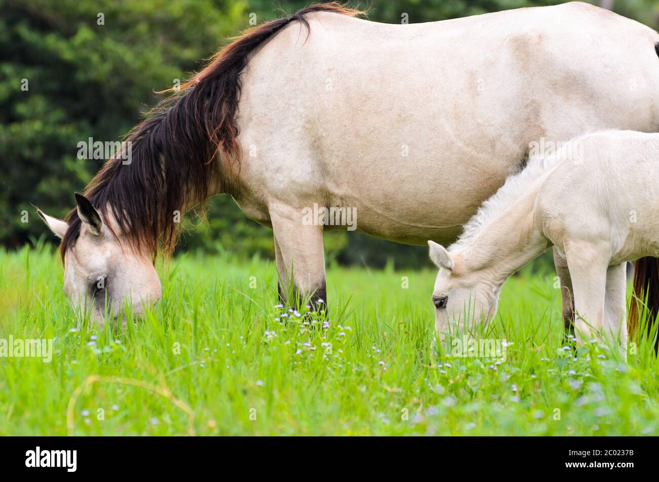 Noir blanc jument cheval et poual dans l'herbe Banque D'Images