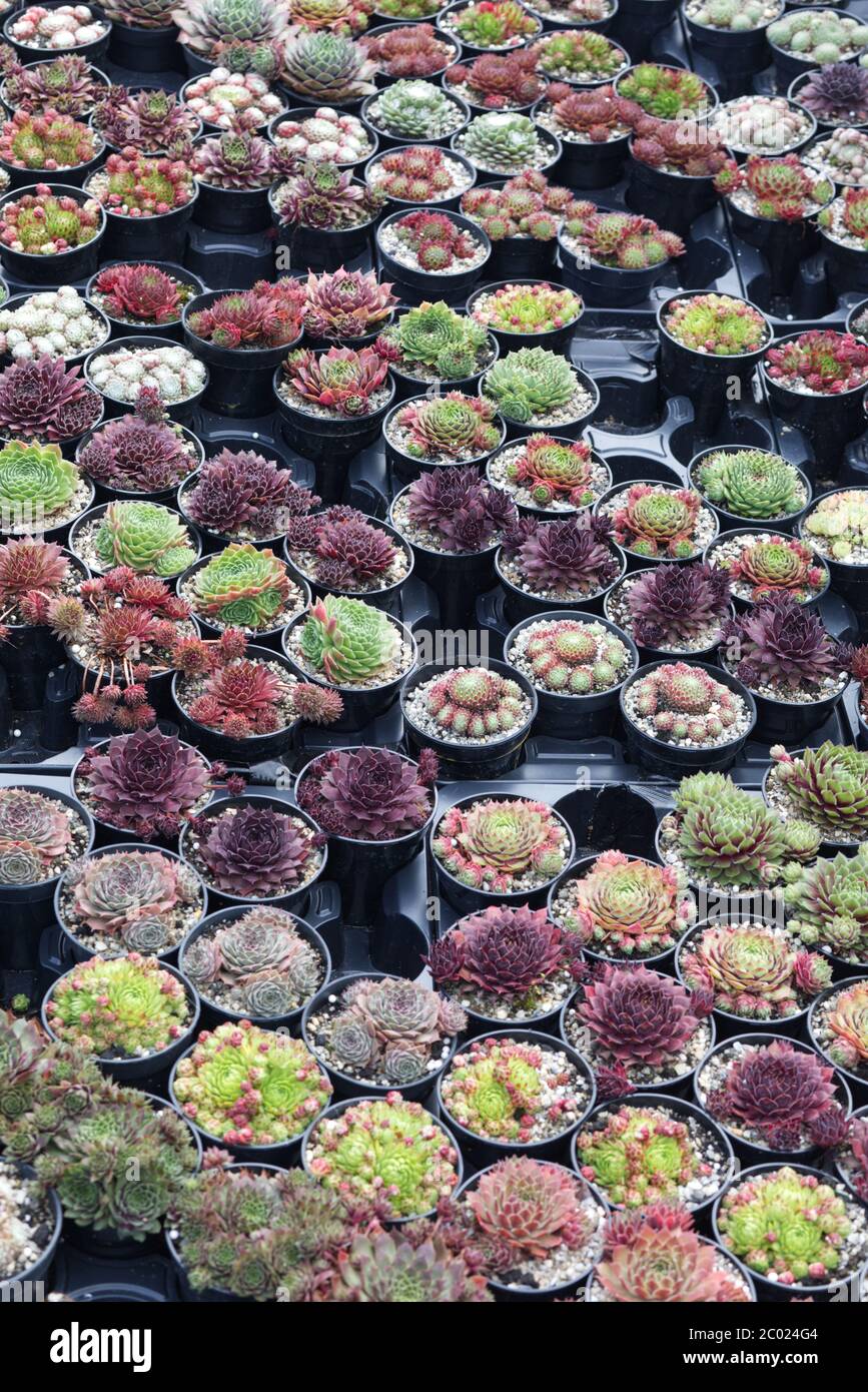 Plantes alpines mélangées dans des pots et des plateaux en plastique de 9 cm Banque D'Images