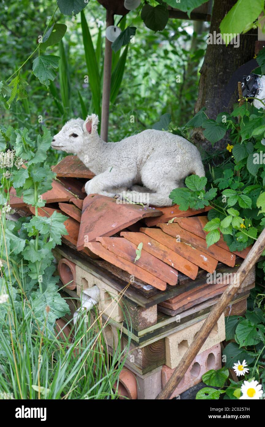 Agneau jouet posé sur un hôtel de punaises dans le jardin. Banque D'Images